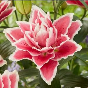 Meet your Posher, Drew